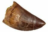 Serrated, Carcharodontosaurus Tooth - Real Dinosaur Tooth #341310-1